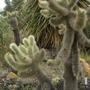 Opuntia bigelovii, jumping cholla, Desert Section at SBBG