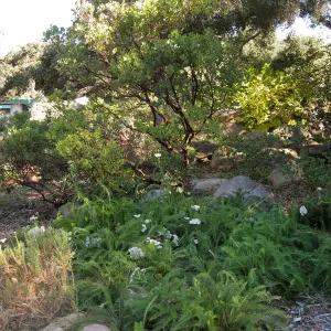 Manzanita section, Achillea and manzanita, SBBG