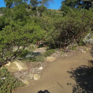 Manzanita section, SBBG