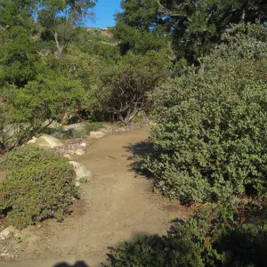 Manzanita section, SBBG