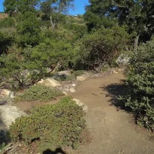 Manzanita section, SBBG