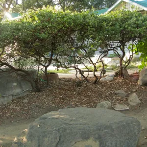 Manzanita section, Arctostaphylos Sunset hedge