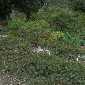 Home Demo Garden, SBGG