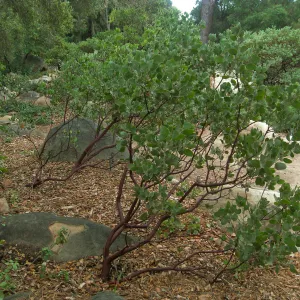 Home Demo Garden, SBGG