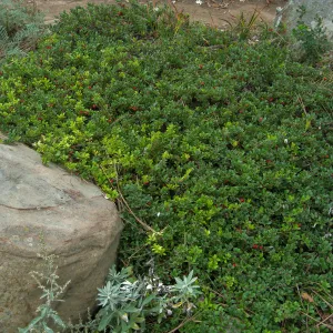 Home Demo Garden, SBGG