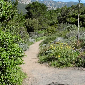 Porter Trail, Coreopsis border