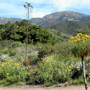Porter Trail, Coreopsis Border North