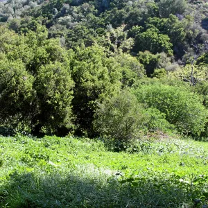 Porter Trail, North and east slope