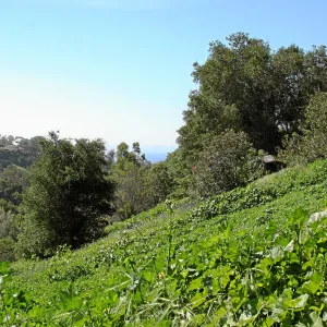Porter Trail,East slope, south