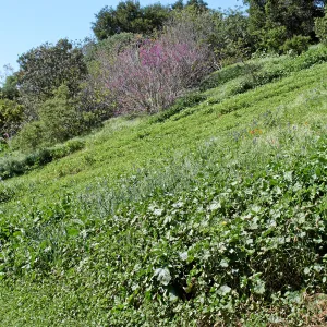 Porter Trail, East slope, lower path, northwest