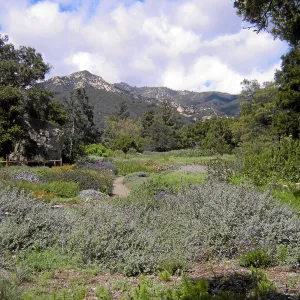 Meadow, looking north