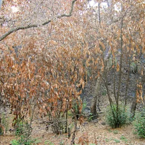 Fire damage in the Canyon. Stump sprouts