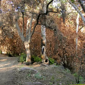 Fire damage in the Canyon