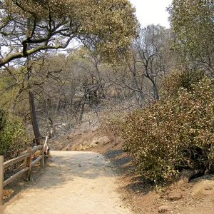 Jesusita Fire, top of the Woodland Trail
