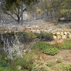 Jesusita Fire damage, Meadow View