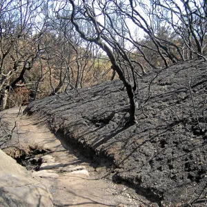 Jesusita Fire damage on the Pritchett Trail