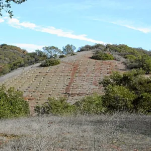 Torrey Pine planting at Hayhill property