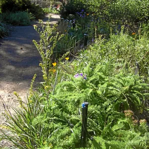 Irrigation press pictures