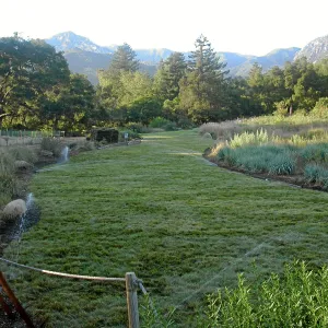 Festuca lawn installed, Meadow Lawn 2008