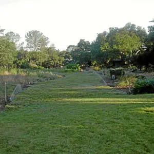 Festuca lawn installed, Meadow Lawn 2008