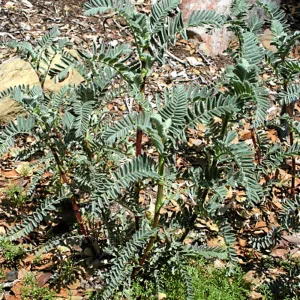 Ventura marsh milkvetch growing at SBBG, Conservation display garden