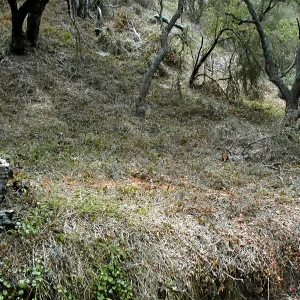 Hayhill, Toro Canyon, Fall