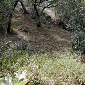 Hayhill, Toro Canyon, Fall