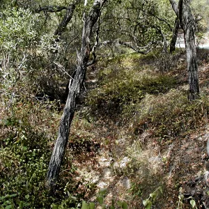 Hayhill, Toro Canyon, Fall
