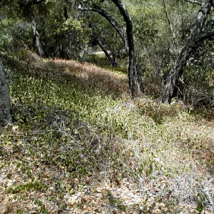 Hayhill, Toro Canyon, Fall