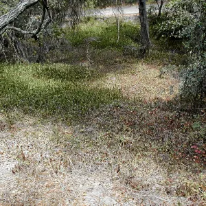 Hayhill, Toro Canyon, Fall