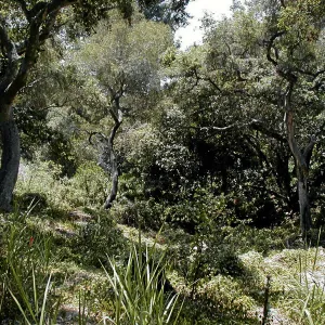 Toro canyon, summer