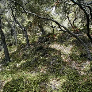 Toro canyon, summer