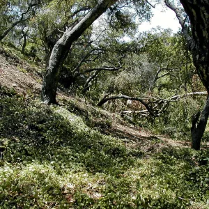 Toro canyon, summer