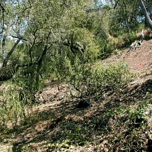Toro canyon, summer