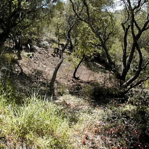 Toro canyon, summer