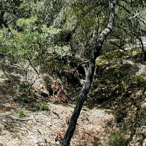 Toro canyon, summer