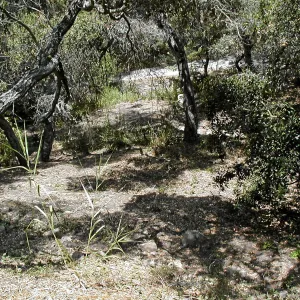 Toro canyon, summer