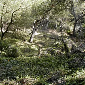 Toro canyon, winter
