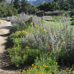 Meadow border