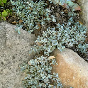 Eriogonum wrightii at SBBG