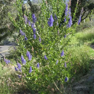 Ceanothus cyaneus volunteer post fire, Porter Trail