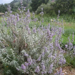 Salvia (Sage) Desperado in Meadow border
