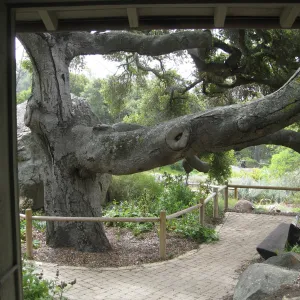 Coast live oak from Information Kiosk doorway