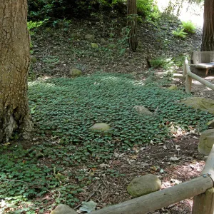 Oxalis oregona in Redwood Section