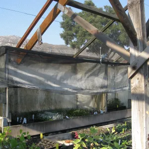 Hort nursery shade house after fire repairs