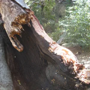 Demise of coast live oak with Ruth Emmanuel boulder, in Canyon