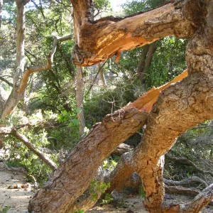 Demise of coast live oak with Ruth Emmanuel boulder, in Canyon