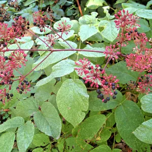 Ninebark, Physocarpus capitatus