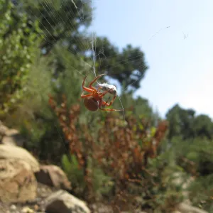 Garden spider on Campbell Trail