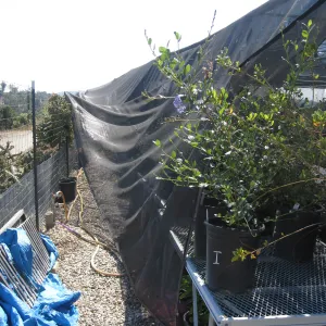 New shade cloth at lower canyard